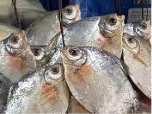 PACU CONGELADO