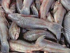 PEIXE TAOMATÁ